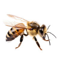 ai généré abeille isolé sur une transparent Contexte. png