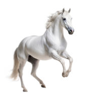 ai gegenereerd majestueus wit paard geïsoleerd Aan transparant achtergrond png