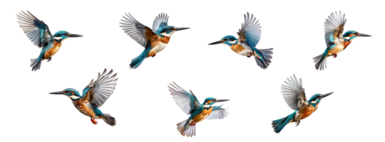 AI generated Set of Flying kingfisher isolated on a transparent background. png