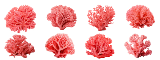 AI generated Set of Vibrant Coral Isolated on Transparent Background png