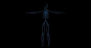 Veins System of a Human Body Representation in Rotation video