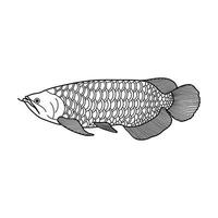 Hand drawn Cartoon Vector illustration arowana fish icon Isolated on White Background