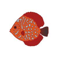 Cartoon Vector illustration discus fish icon Isolated on White Background