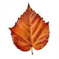 AI generated Single Spring autumn maple leaf with white background Created with generative Ai photo