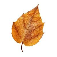 AI generated Single Spring autumn maple leaf with white background Created with generative Ai photo