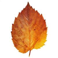 AI generated Single Spring autumn maple leaf with white background Created with generative Ai photo