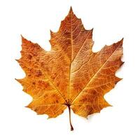 AI generated Single Spring autumn maple leaf with white background Created with generative Ai photo