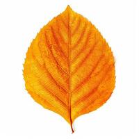 AI generated Single Spring autumn maple leaf with white background Created with generative Ai photo