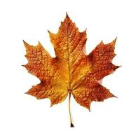 AI generated Single Spring autumn maple leaf with white background Created with generative Ai photo