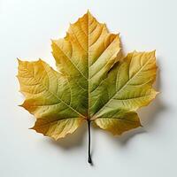 ai generado soltero primavera otoño arce hoja con blanco antecedentes creado con generativo ai foto