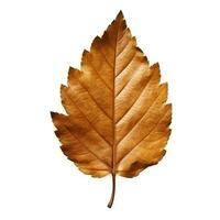 AI generated Single Spring autumn maple leaf with white background Created with generative Ai photo