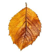 AI generated Single Spring autumn maple leaf with white background Created with generative Ai photo