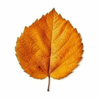 AI generated Single Spring autumn maple leaf with white background Created with generative Ai photo