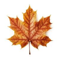 AI generated Single Spring autumn maple leaf with white background Created with generative Ai photo