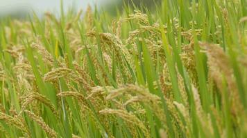 rice is growing in a field video