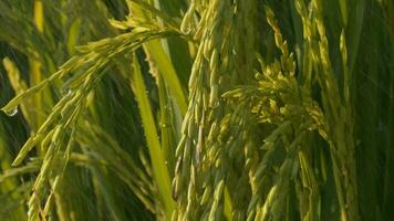 rice is growing in a field video