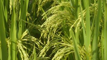rice is growing in a field video