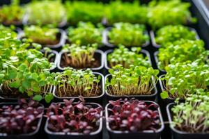 AI generated Microgreen farm. The microgreen in plastic containers. Germination of seeds at home. Generative AI photo