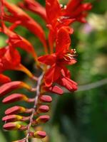 Lucifer Crocosmia in Seattle garden photo