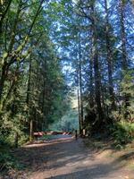 Mixed hardwood and conifer forest photo