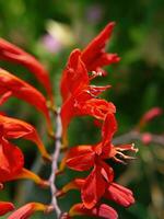 Lucifer Crocosmia in Seattle garden photo