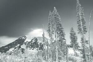 Mt. Rainier, with conifer forest photo