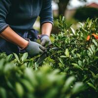 AI generated gardener pruning a bush with a pair of shears photo