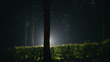 un Pareja es corriendo felizmente en un bosque con brillante luces video