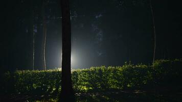 un Pareja es corriendo felizmente en un bosque con brillante luces video