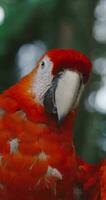 un cerca arriba de un rojo loro con un verde antecedentes video