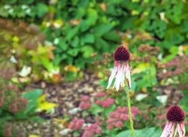 equinácea purpurea. un clásico norte americano pradera planta con llamativo grande flores foto