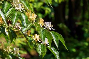 Maak honeysuckle or in latin Lonicera maackii shrub in bloom photo