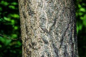 The dark gray texture of the bark of the ginkgo biloba tree, also called the maiden tree. photo