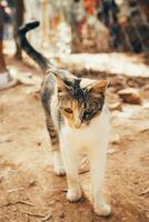 Wild white ginger cat with stripes in Morocco. photo