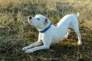 White pit bull terrier in nature makes a bow. photo