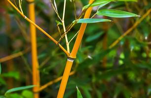 Background with bamboo trunks and leaves. Sunny day. photo