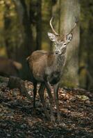 Portrait of Red deer in zoo photo