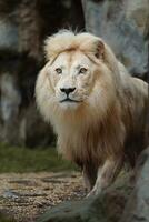 Portrait of African lion in zoo photo