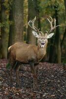 Portrait of Red deer in zoo photo