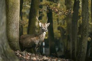 Portrait of Red deer in zoo photo