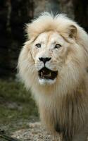 Portrait of African lion in zoo photo