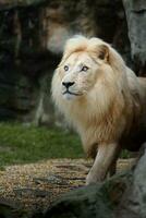 Portrait of African lion in zoo photo