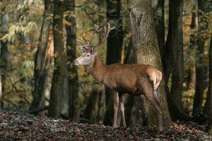 Portrait of Red deer in zoo photo