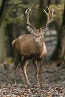 Portrait of Red deer in zoo photo