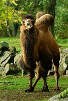 retrato de Doméstico bactriano camello foto