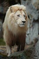 Portrait of African lion in zoo photo