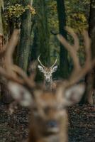 Portrait of Red deer in zoo photo