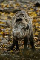 Portrait of Wild boar in zoo photo