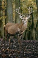 Portrait of Red deer in zoo photo