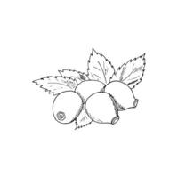 Rosehip hand-drawn branch. Berry twig sketch. Rosehip vector drawing. Isolated vegetarian sketch on a white background.